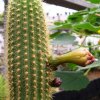 Pilosocereus_gaturianensis